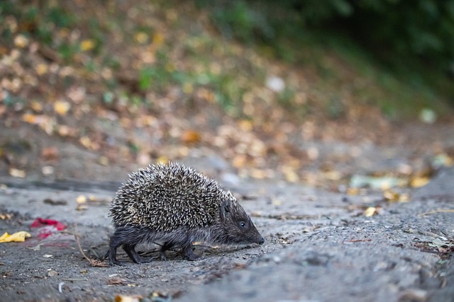 帕奎奥极具 帕奎奥极具