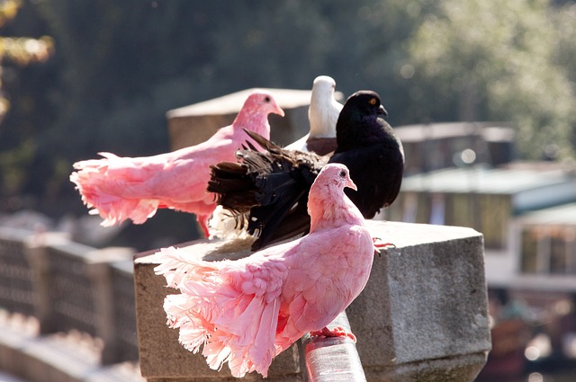 他利用巧妙 他利用巧妙